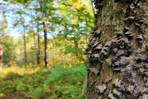Trump Administration to Open Undeveloped Forests to Mining, Logging