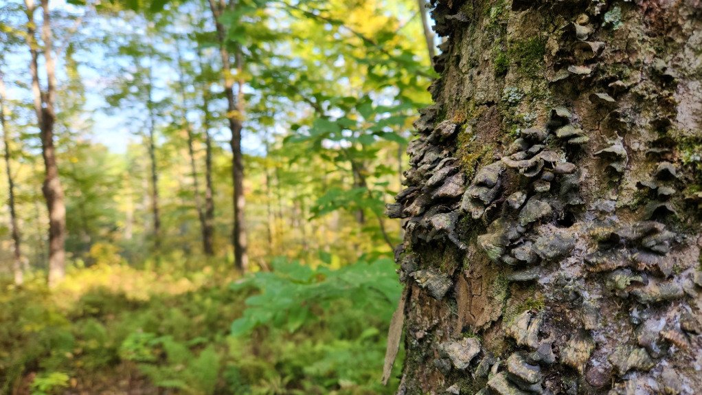 Trump Administration to Open Undeveloped Forests to Mining, Logging